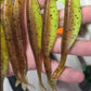 5" Jerk Bait - 6 pack