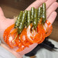 3.4" Ecto Craw - 8 pack