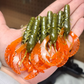 3.4" Ecto Craw - 8 pack